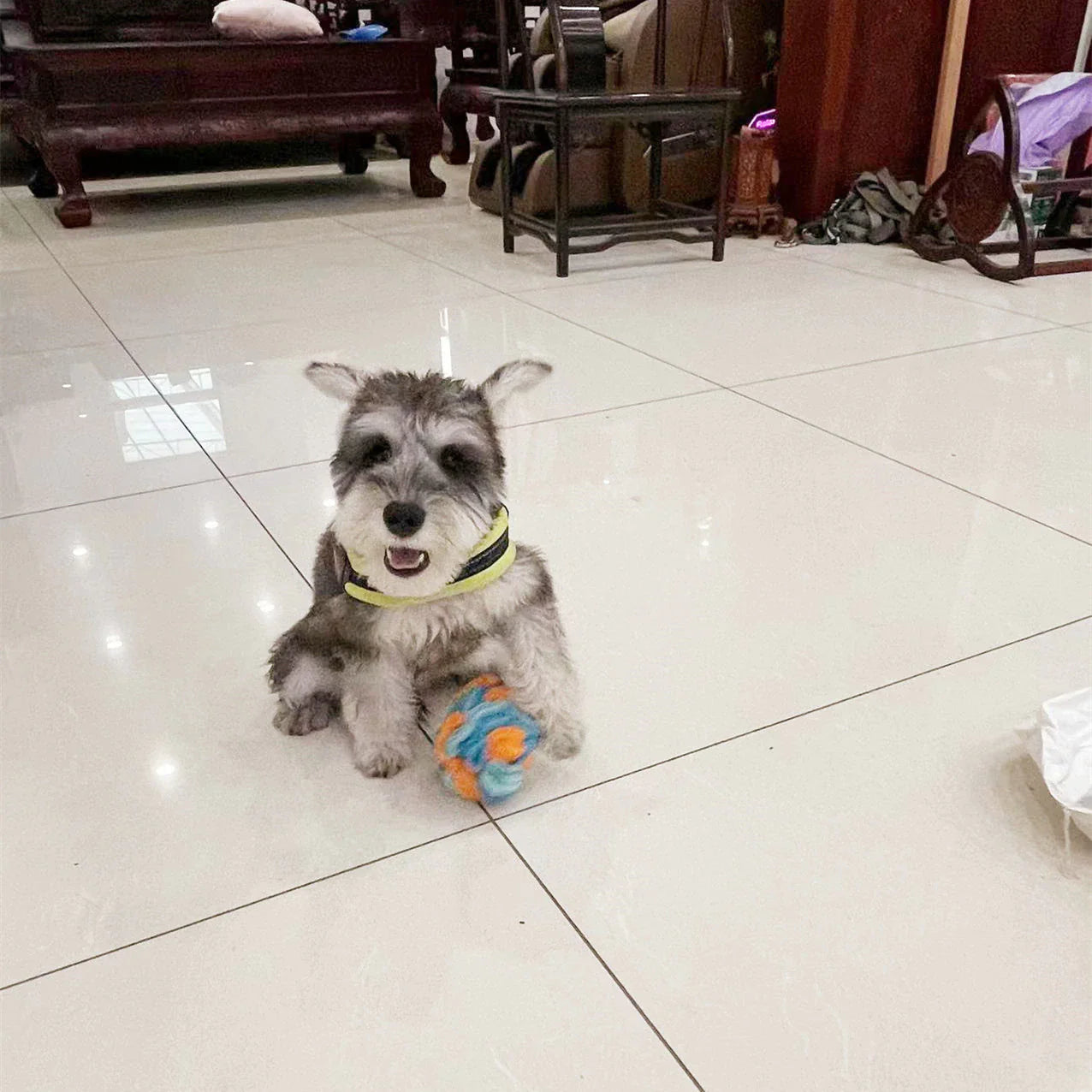 Snuffle Ball Dog Puzzle Toys Increase IQ Slow Dispensing Feeder Pet Cat Training Games Feeding Feeding Food Intelligence Toy